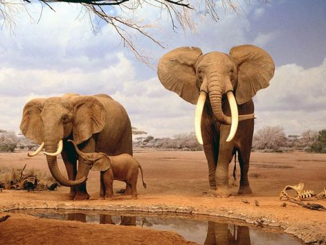 family_indian_elephant.jpg